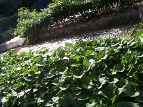 海航·和悦家国际颐养社区全面讯息咨询电线年北京失智照护养老院优选(图1)