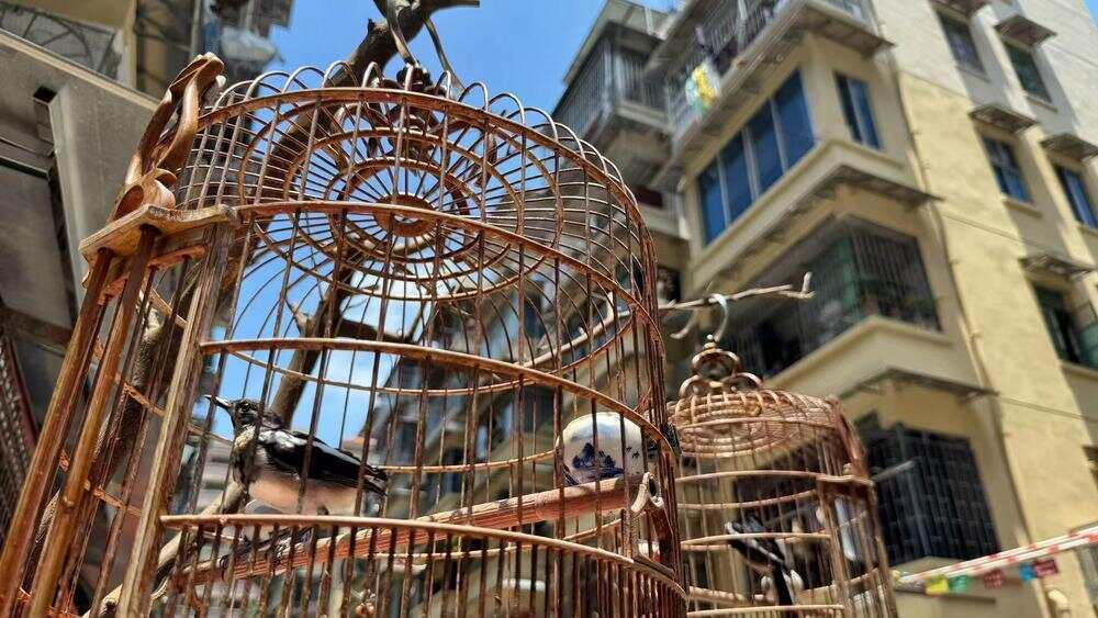 视频｜广州荔湾一老旧社区“变靓”三线整治有妙招(图3)